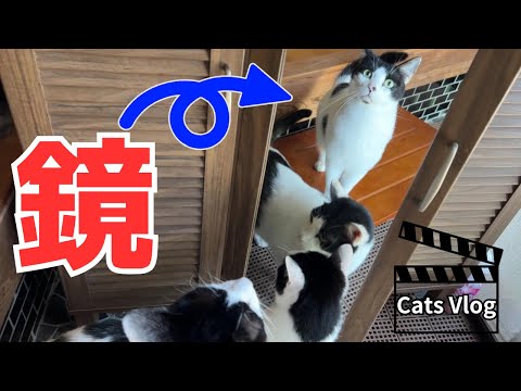 [Cat Vlog😸] Good Morning ~ Mirror ~ #CuteCat #Cat #Vlog