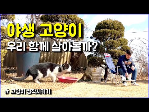 길 고양이 정착 시키기 Project(야생 고양이) / wild cat / living with a cat  / peaceful life in countryside / rustic