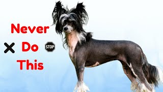 8 Things You Should Never ❌ Do With A Chinese Crested Dog❗