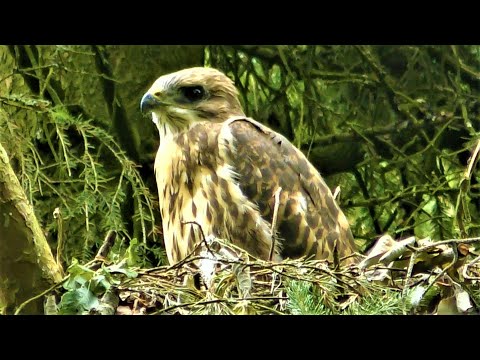 BUZZARD and Rare BLUE EGG! 👀 Buteo buteo