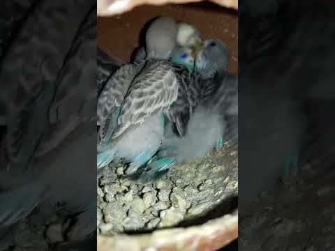 Budgie bird egg hatching Chicks Growth Day 25 #Viral #Shorts