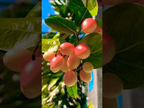 🟥LETSGOGREEN Fruits | Fruit Cut | #status  #nature   #shorts #short #shortvideo #youtubeshorts