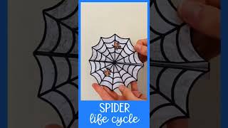 Spider 🕸️🕷️ life cycle #spider #spiderlifecycle #schoolproject #chart