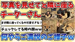 【2ch動物スレ】写真を見せてほしくてカメラマンの隣に座ってくる野生の『チーター』さん、何かをチェックしご満悦のご様子ｗｗｗ