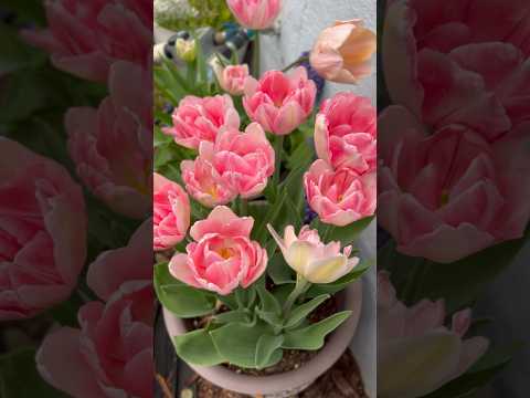 Growing tulips in a container #tulipgrowingtips #growingtulip in warmer zones