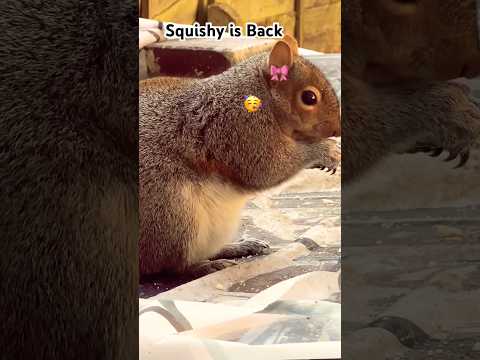 Chubby Squishy is Back 🐿️🥳🥳#shortsvideo #squirrel #squishy #wildlife