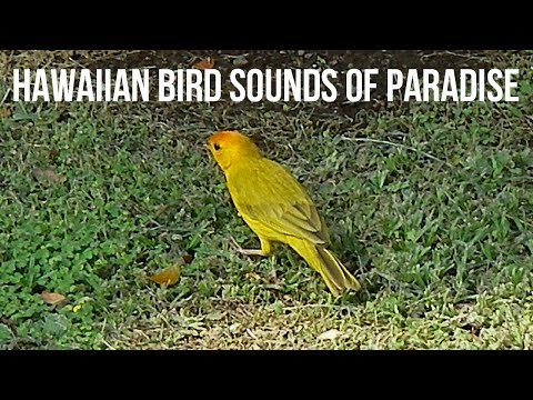 Hawaiian Bird Sounds of Paradise