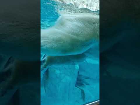 豪太通りますよ～ #男鹿水族館GAO #男鹿水族館 #ホッキョクグマ