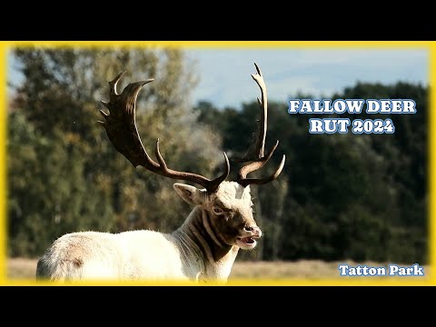 FALLOW DEER RUT 2024 👀 Tatton Park 👀 NIKON P1000 Videography