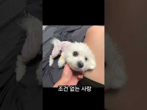 그 어떤 편견 없이 사랑한단 눈빛을 마구 쏘아대는 5kg 짜리 솜뭉치. 어쩜 이렇게 소중할 수 있을까. #강아지 #일기 #칠백 #반려견 #강아지일상 #쇼츠 #사랑 #puppy