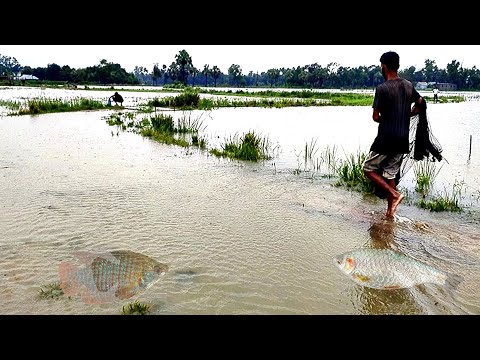 Amazing Rainy Day Fishing Video | বৃষ্টির পানিতে রাস্তায় মাছ শিকার