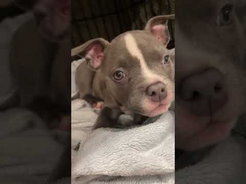 Adorable Puppies Got Something To Say