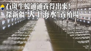 石斑魚哪來的?新疆產的!直擊最大「人工海水」海鮮智慧化養殖基地 靠"這招"養出深海海鮮!【今日大陸360】202400330@全球大視野Global_Vision