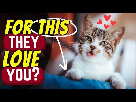 5 Ways to Make Your Cat Love You ❤️