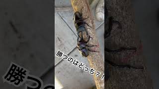 【国産対決】オオクワガタvsカブトムシ#shorts #クワガタバトル