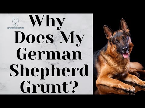 Why Does My German Shepherd Grunt?