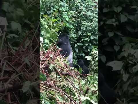 GorillaTrekking #BwindiImpenetrableForest #WildlifeEncounter #NatureExploration