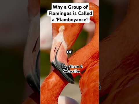 Why a Group of Flamingos is Called a 'Flamboyance'! #facts #effects #biology