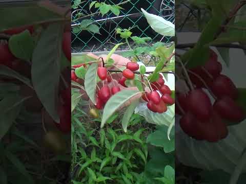 늘어지고 찢어지고, 많이 달린 보리수의 비밀 #shorts  #farming #gardening #garden