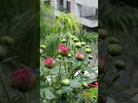 monsoon #flowers #flower #naturelovers #nature#happyplants #budding #mansoon #rainy #gitaveni_tj