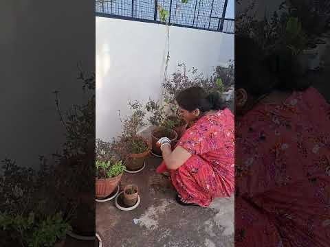 Sun Sahiba Sun ❣️#neelu #oldsong #shorts  #songshorts #gardening #love #fun with chimmy and neelu