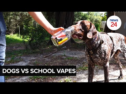 WATCH | Healing young hearts and minds: How Jedi the sniffer dog eradicates vapes from school campus