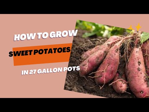 How I plant my sweet potatoes | In 27 gallon pots