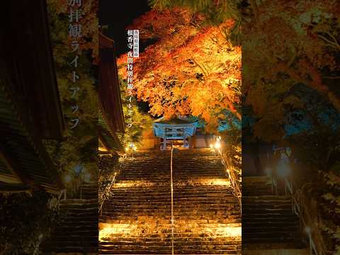 牛鬼伝説の残る根香寺、紅葉ライトアップされた夜間特別拝観が素敵すぎた…