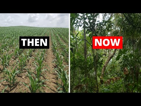 How One Man Restored Degraded Farmland Back into a Thriving Tropical Food Forest Over 50 Years