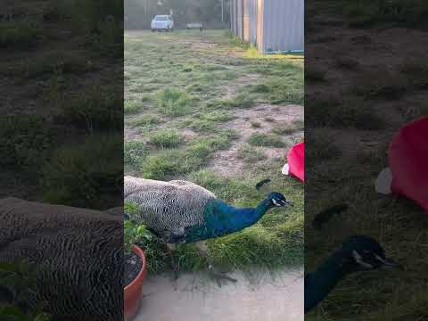 Bit random but this peacock showed up a week ago and has been living here ever since #peacock