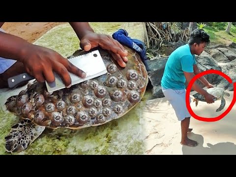 Animals That Asked People for Help 😱| Acts of Kindness