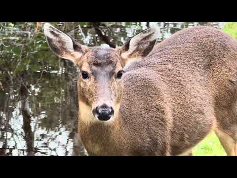 Deer Eating Grass Near a Ditch Full of Water