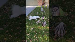 Little Dog Gets Curious About Spooky Halloween Decoration in Neighborhood - 1545607