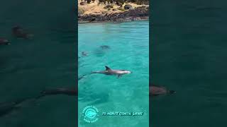 Amazing Dolphin Encounter  #discoverthewild #dolphinsafari #shorts