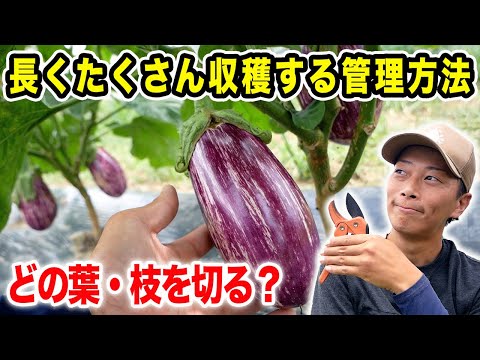 とある葉と枝を切ると美味しいナスをたくさん収穫できます【なすの管理方法】