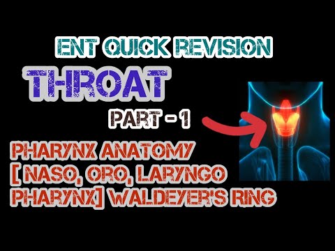 Exploring Pharynx Anatomy: Nasopharynx, Oropharynx, Laryngopharynx | Dr. Deen Lectures