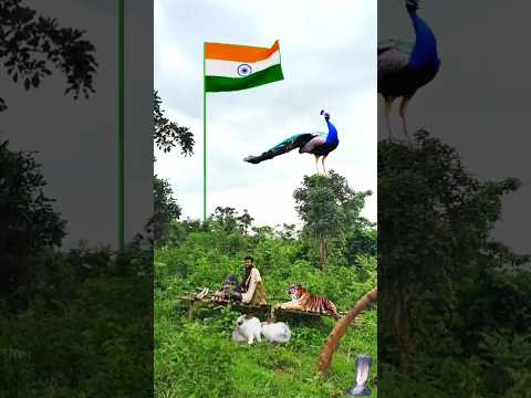 🇮🇳Animal&Birds🐦🕊️Rules is good👍🇮🇳independence🇮🇳day #jayhind #shorts #jungle #birds #animals #snake