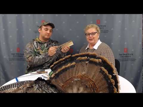 Fairfield Focus: Ben Burns visits with Connie about passion for hunting wild turkey