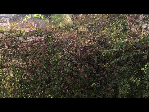 The birds in the Bougainvillea