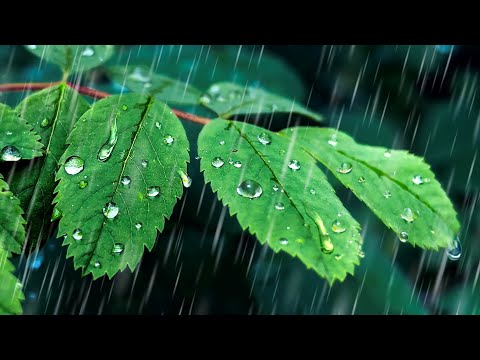 10 Hour Rain Sounds for Sleeping & Stress Relief