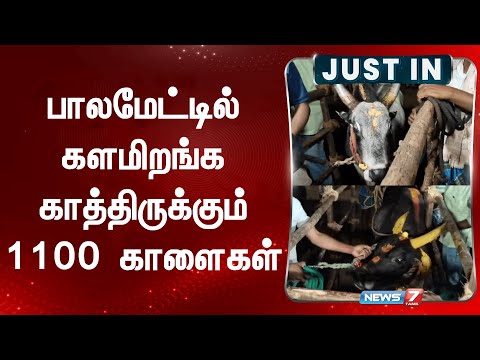 பாலமேட்டில் களமிறங்க காத்திருக்கும் 1100 காளைகள் | Palamedu Jallikattu