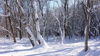 Scenes from the small woods Winter to early Spring