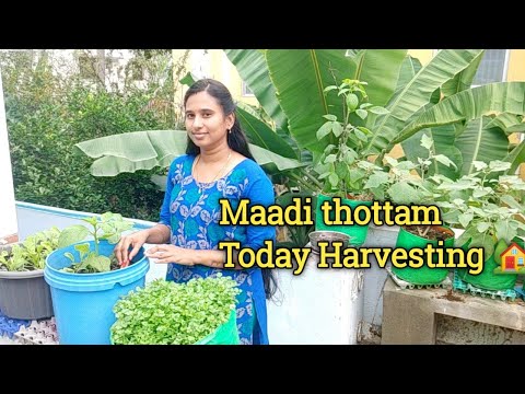 மாடி தோட்டம் அறுவடை🏡today healthy harvesting 💥 terrace garden harvest 🌄