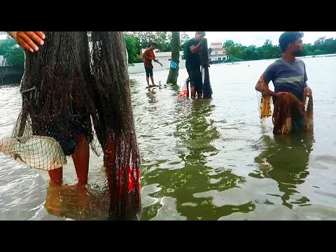 কুমিল্লায় বন্যার পানিতে এতো মাছ | Amazing Net Fishing video | village fishing video