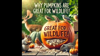 Why Pumpkins Are Great for Wildlife | Easy Ways to Help Animals