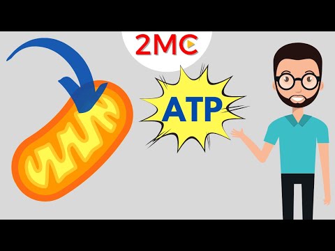 Cellular Respiration Overview | Glycolysis, Krebs Cycle & Electron Transport Chain