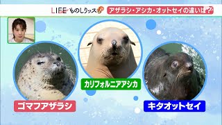 わかります？アザラシ、アシカ、オットセイ　水族館の人気者の違いを調べてみた！【ものしりッス】