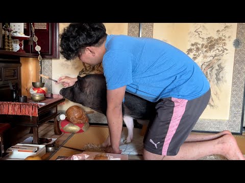 Greeting the Pig and the Family Altar! A Day of Chaos in a Paradise of Offerings