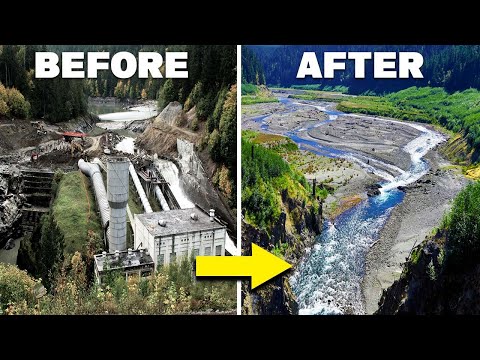 How The Largest Dam Removal Of All Time Brought An Entire Ecosystem Back From Extinction!