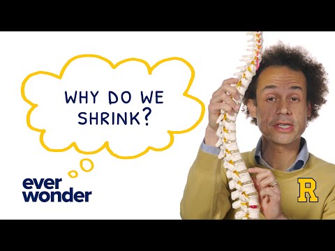 Ever Wonder: Why Do We Shrink Over the Course of a Day?